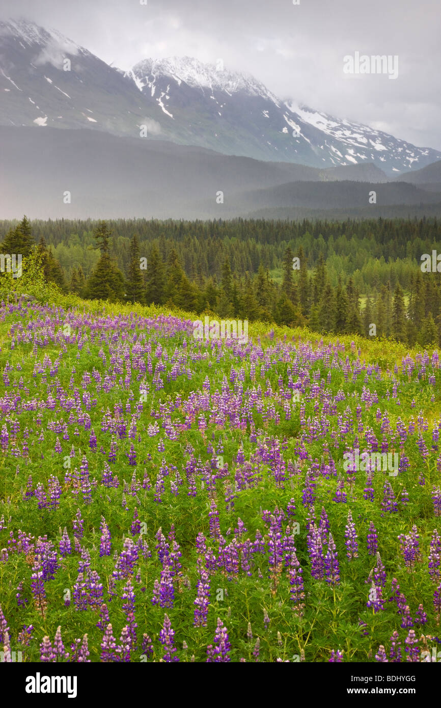 Ein Feld von Lupine in der Nähe von Paradise Valley, Chugach National Forest, in der Nähe von Seward, Alaska. Stockfoto