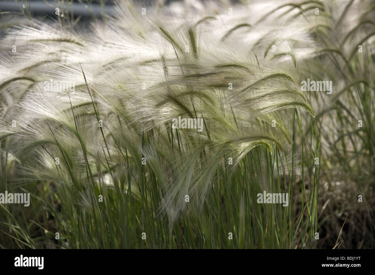 Grass-Köpfe im wind Stockfoto