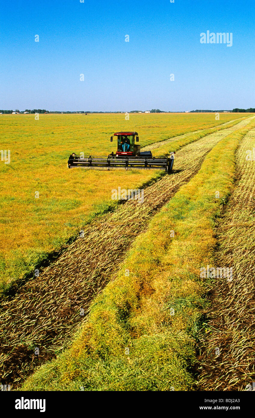 Landwirtschaft - ein Schwader Schwaden eine Reife Raps (Raps) Ernte zum  Trocknen vor der Ernte / in der Nähe von Dugald, Manitoba, Kanada  Stockfotografie - Alamy