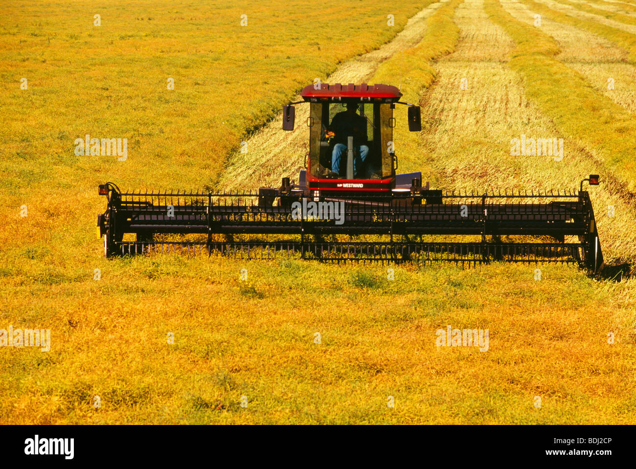 Landwirtschaft - ein Schwader Schwaden eine Reife Raps (Raps) Ernte zum  Trocknen vor der Ernte / in der Nähe von Dugald, Manitoba, Kanada  Stockfotografie - Alamy