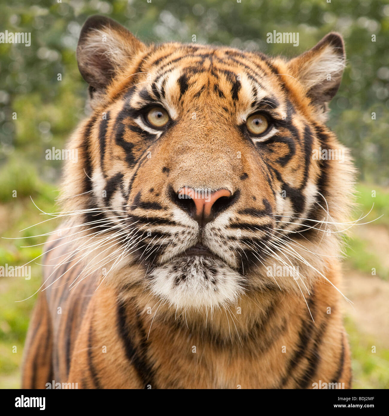 Seltenen Sumatra-Tiger Stockfoto
