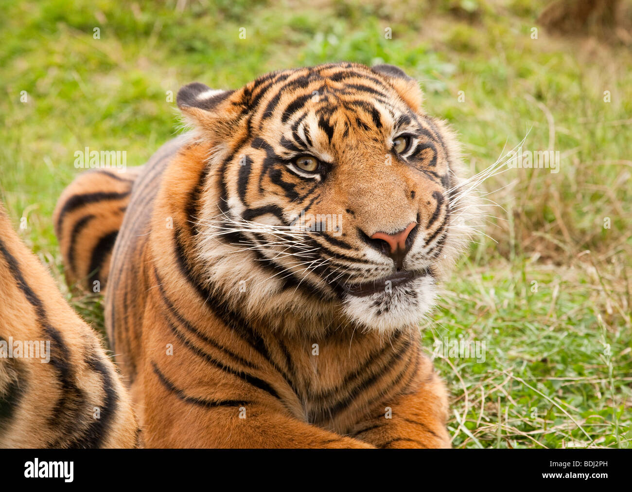 Seltenen Sumatra-Tiger Stockfoto