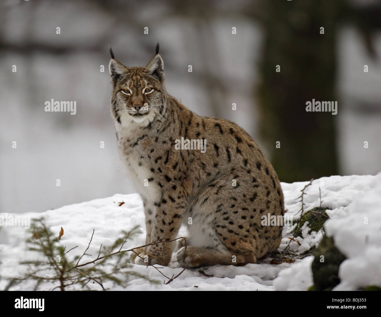 Lynx Luchs (Felis Lynx) Stockfoto