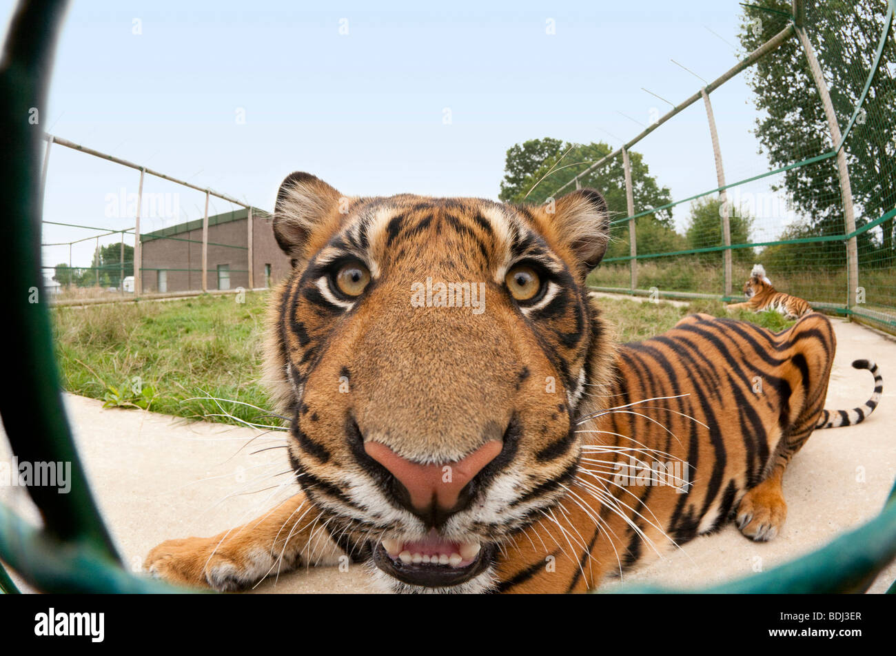 Tiger mit einem fisheye-Objektiv aufgenommen Stockfoto