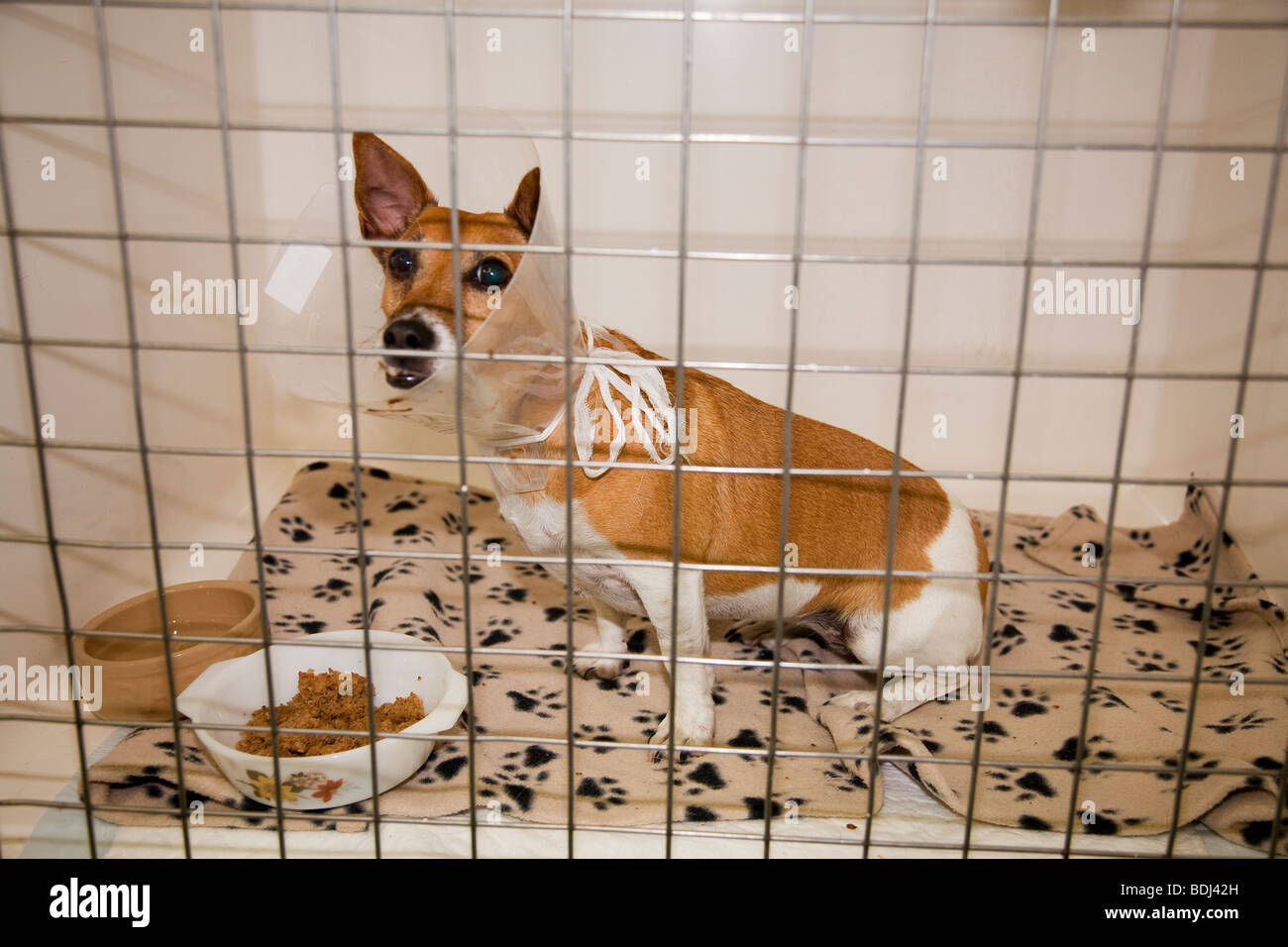 Hund in eine Tierklinik mit einer Elisabeth Kragen Stockfoto