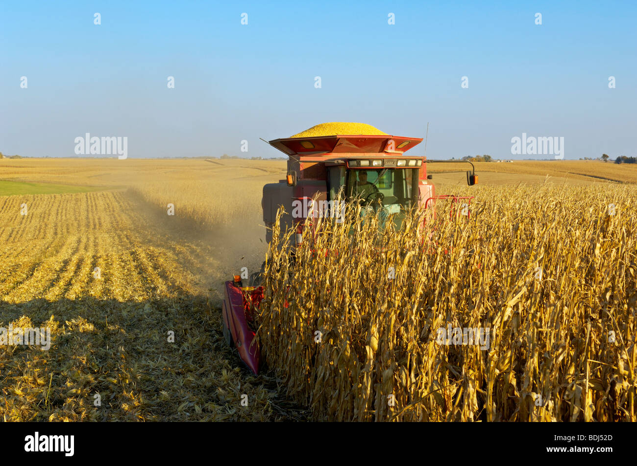 Landwirtschaft In Der Usa Landwirtschaft - ein Mähdrescher erntet eine Ernte von Körnermais im