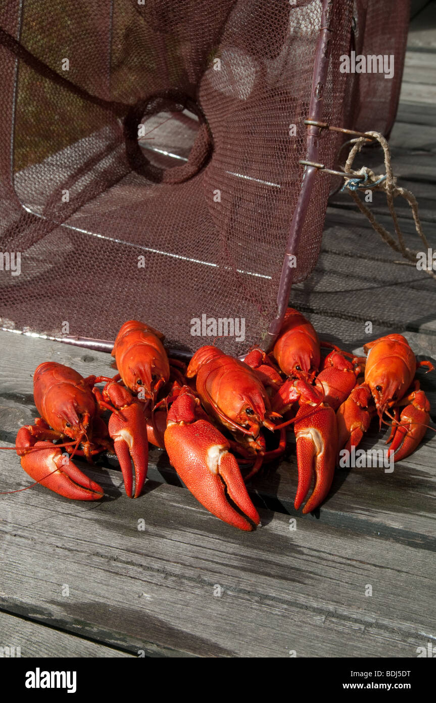 Rote frische Krebse vor einem Fischerei-Käfig Stockfoto