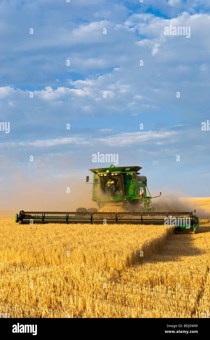 Landwirtschaft - John Deere Mähdrescher erntet Gerste im späten Nachmittag Licht / Palouse Region, in der Nähe von Pullman, Washington, USA. Stockfoto