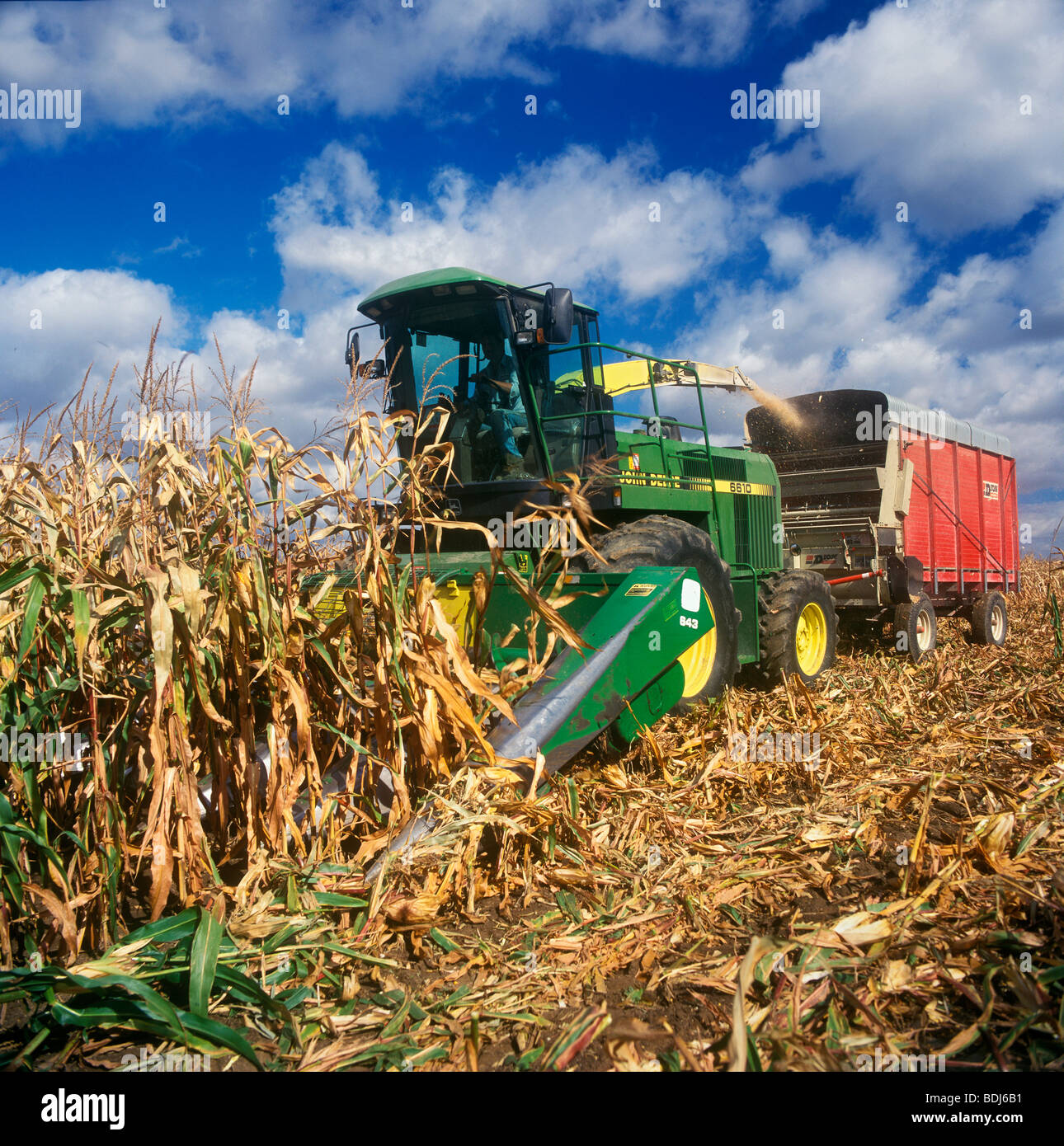 Landwirtschaft - ein Silage Häcksler erntet Maissilage (Silierung) und  sprüht es in einen Ladewagen / Ontario, Kanada Stockfotografie - Alamy