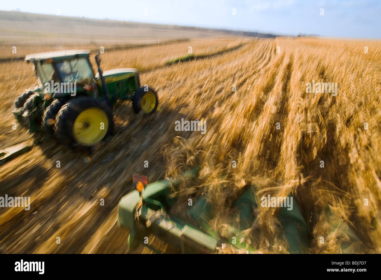 Ansicht der Getreideernte Mais zeigt den Mähdrescher Mais Kopf Gabeln und ein Traktor vorne ziehen einen Korn-Karren-Bewegungsunschärfe / Minnesota. Stockfoto