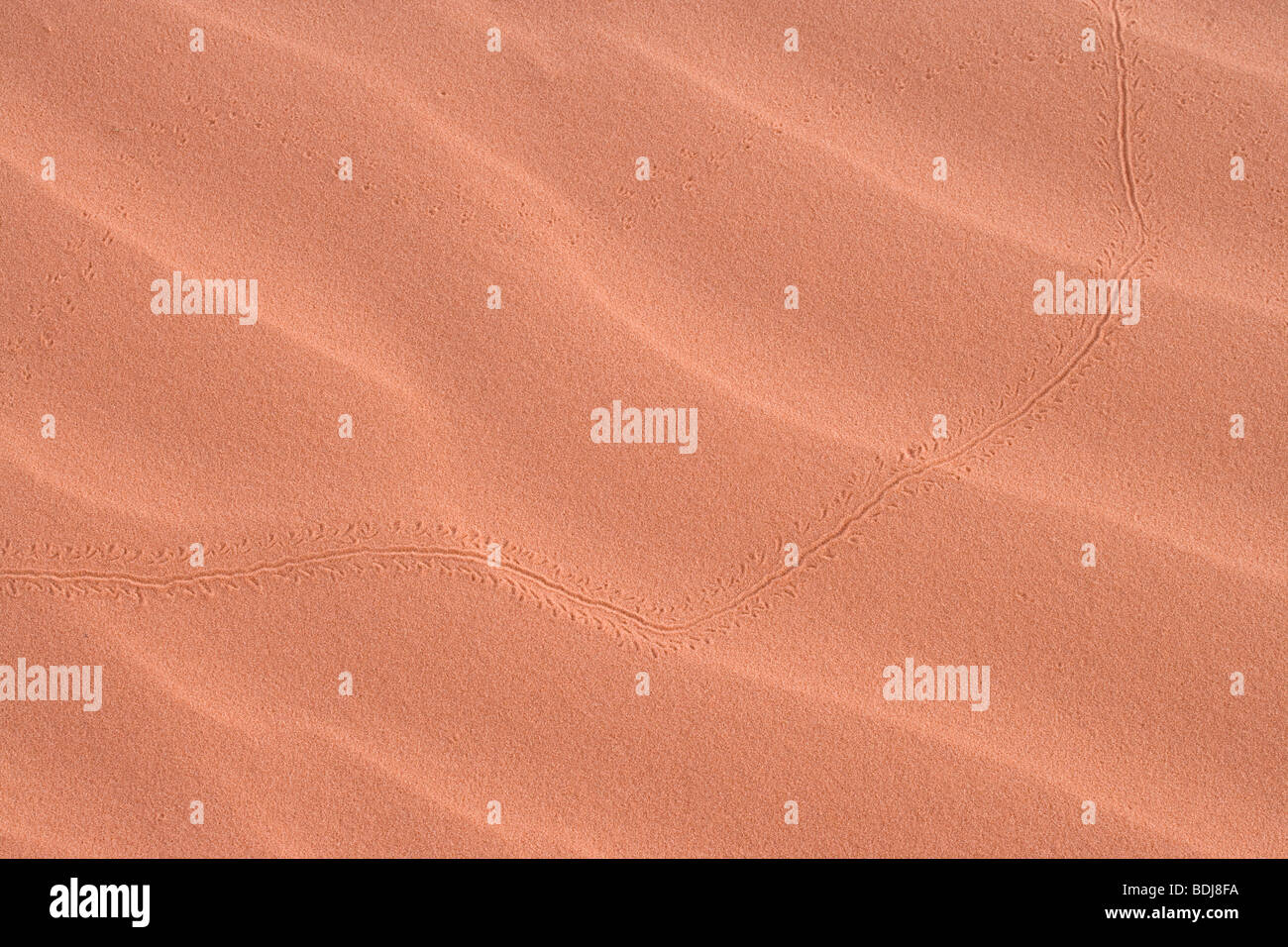Käfer-Spur im sand Stockfoto