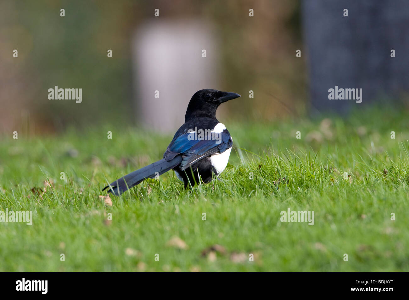 Europäische Elster (Pica Pica), in der Dombes, Villars Les Dombes, Frankreich Stockfoto
