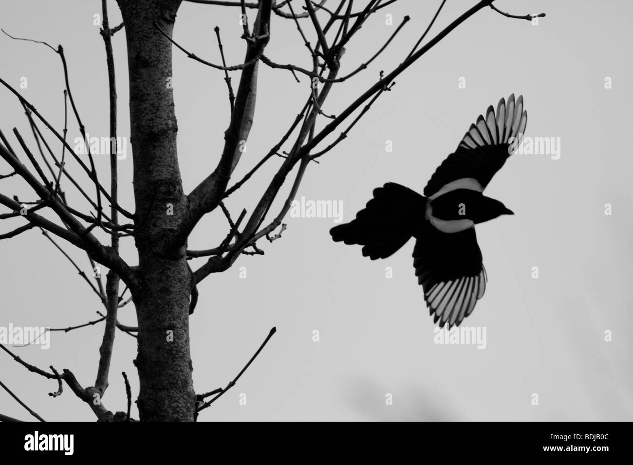 Europäische Elster (Pica Pica), in der Dombes, Villars Les Dombes, Frankreich Stockfoto