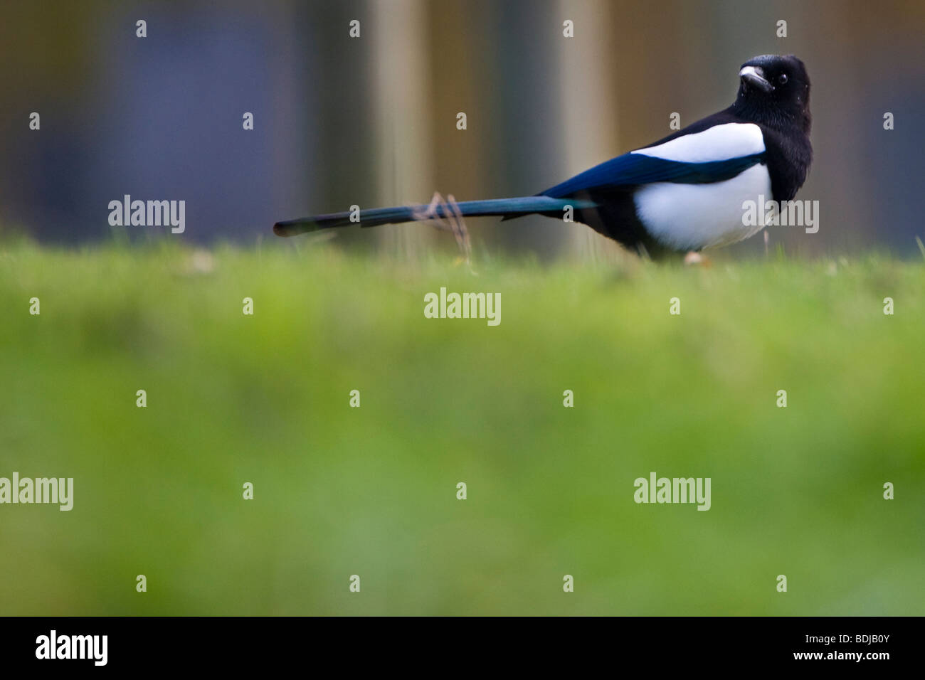 Europäische Elster (Pica Pica), in der Dombes, Villars Les Dombes, Frankreich Stockfoto