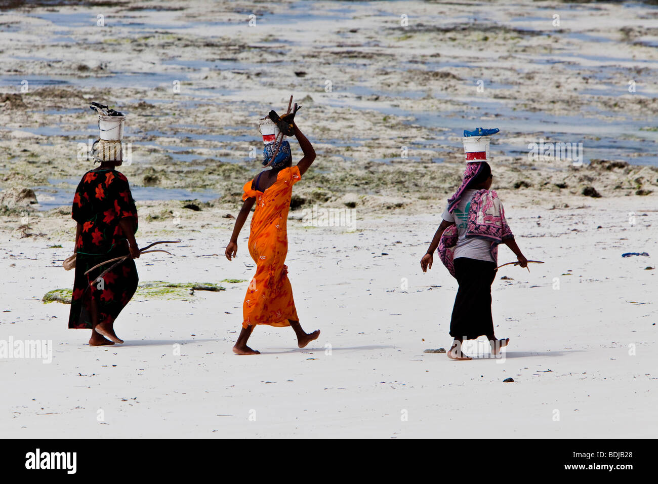 Frauen tragen ihren gefangenen Fisch in Eimer auf ihre Köpfe, Sansibar, Tansania, Afrika Stockfoto