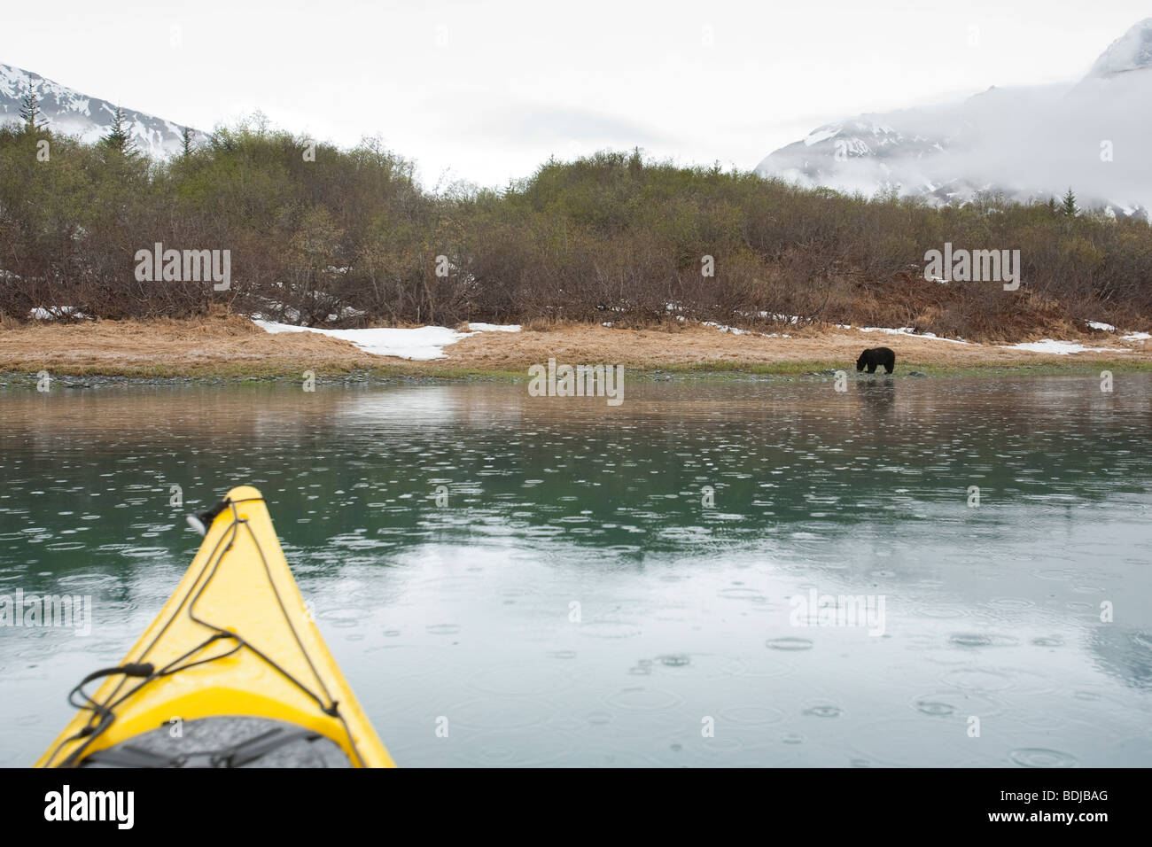 Alaska, Kenai-Fjords-Nationalpark. Kajak mit schwarzer Bär (Ursus Americanus) in Peterson Lagune, mit Regen. Zeitigen Frühjahr. Stockfoto