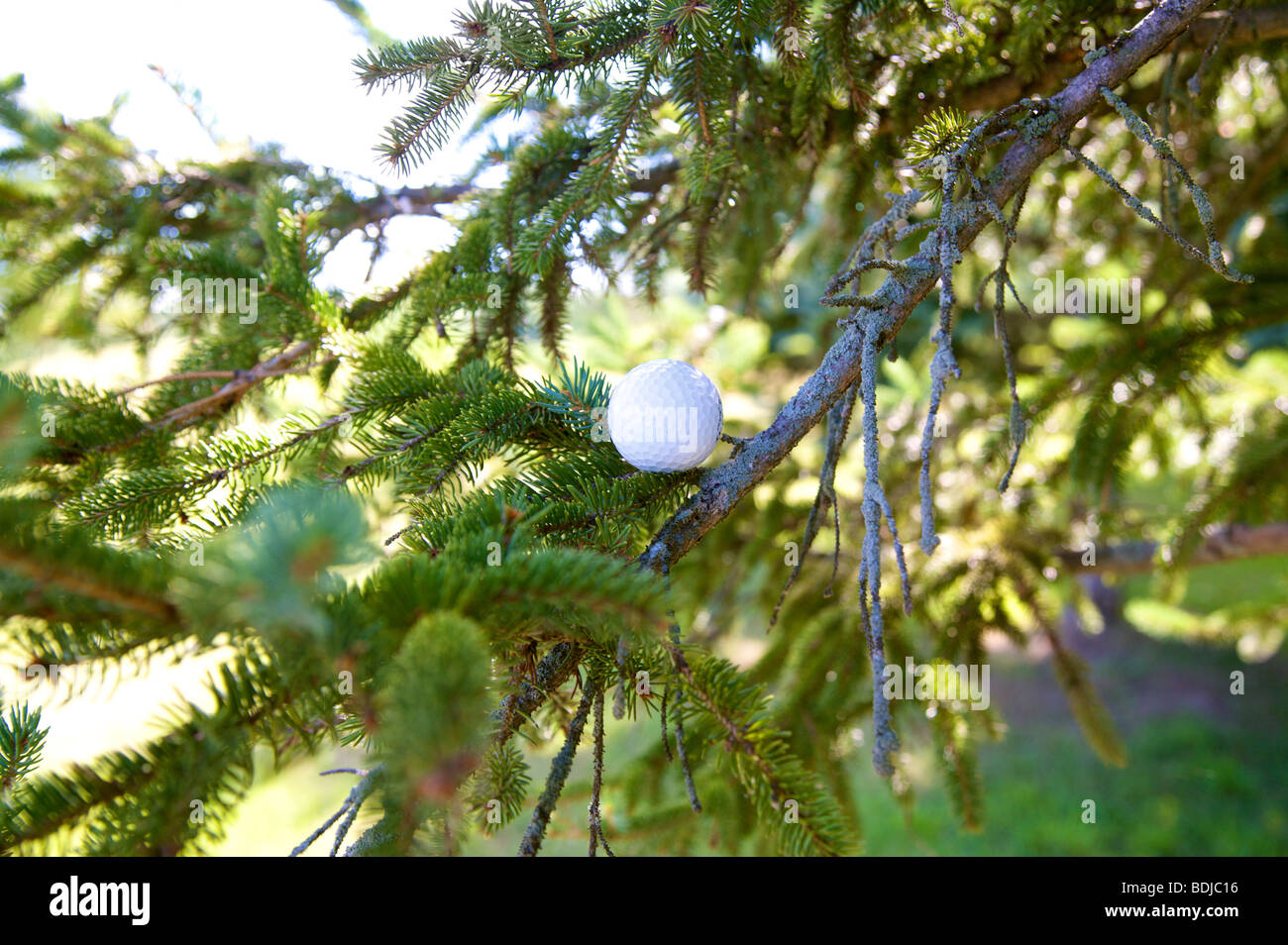 Golfball in Baum stecken Stockfoto
