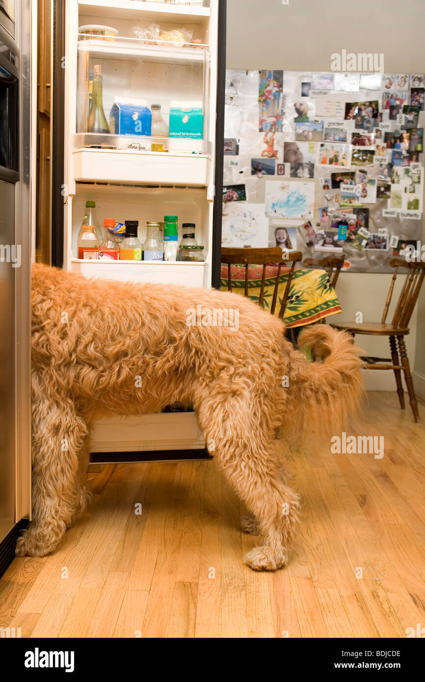 Golden Doodle Hund auf der Suche im Kühlschrank Stockfoto
