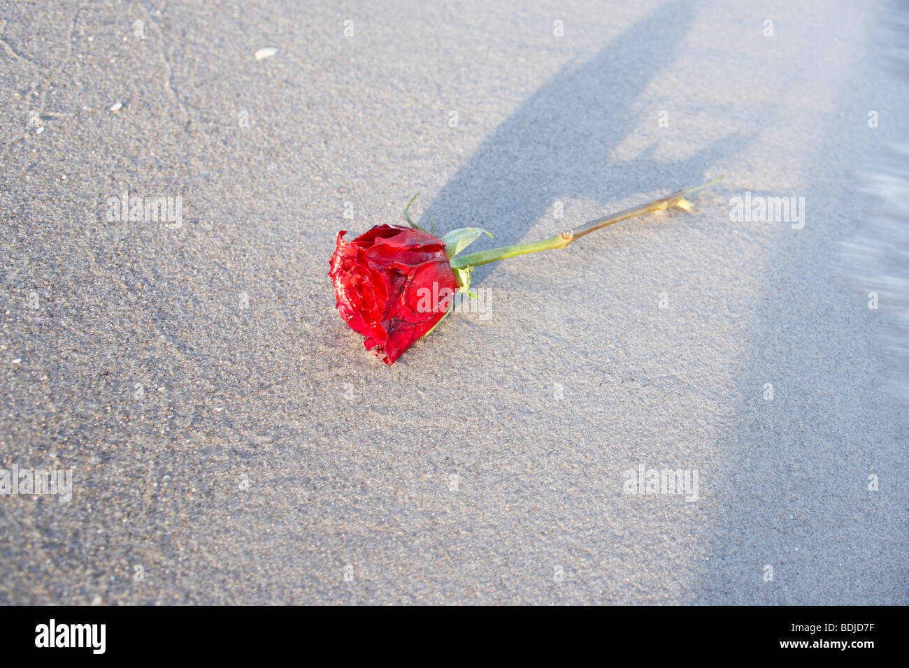Rote Rose am Strand Stockfoto