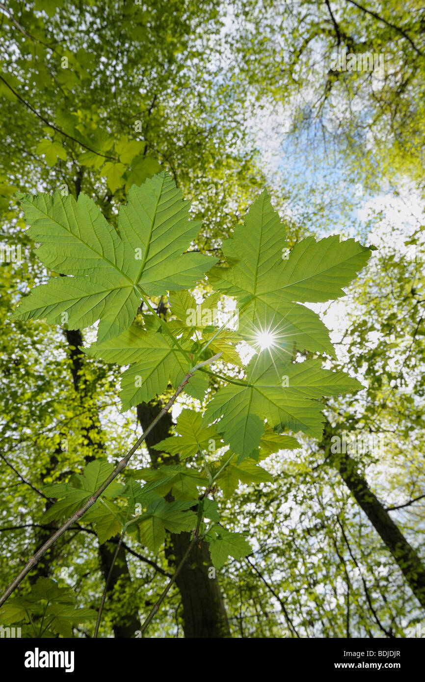 Nahaufnahme von Ahorn-Blätter und Bäume im Wald Stockfoto