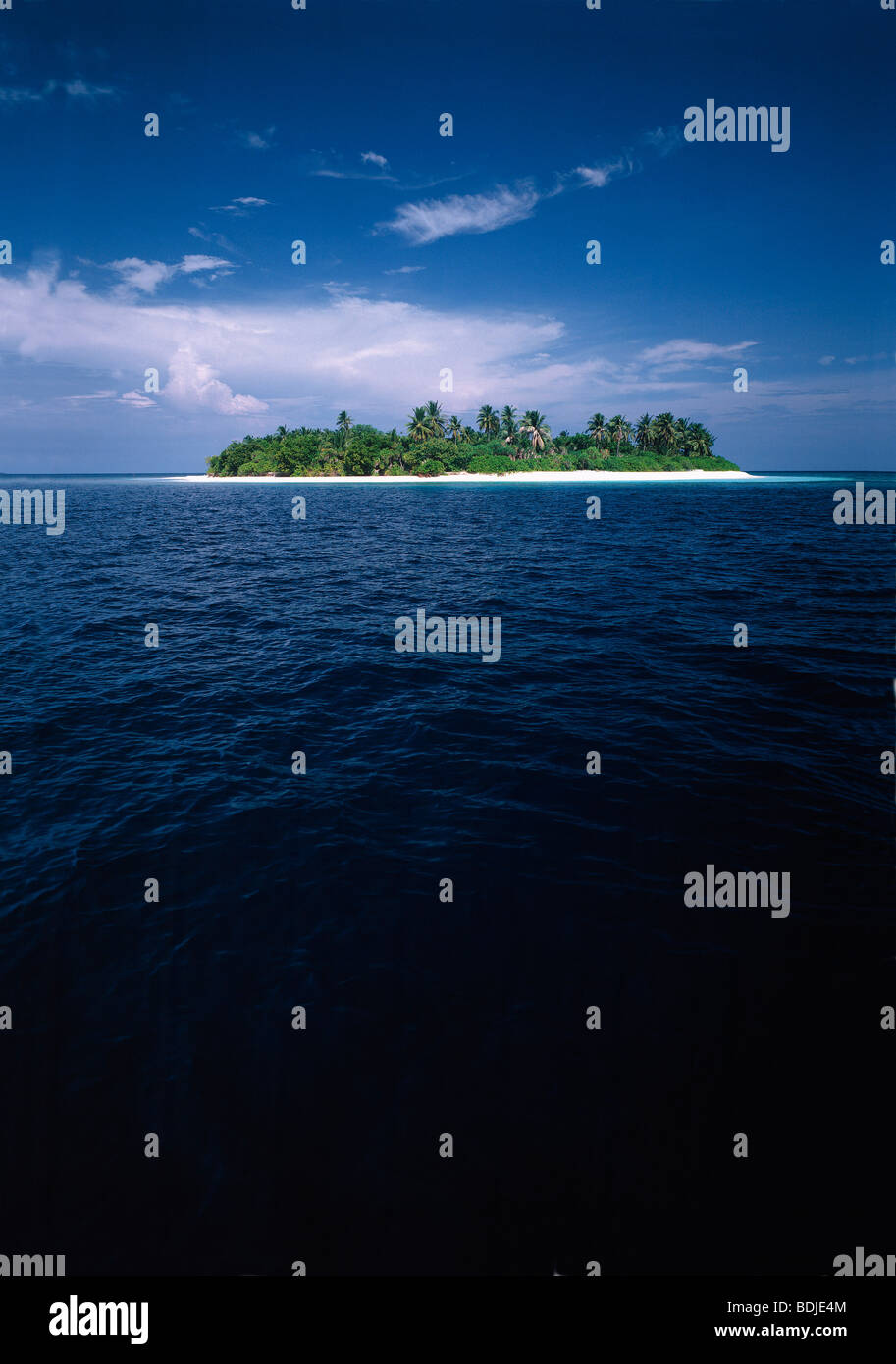 Tropical Seascape, Insel mit Kokospalmen Stockfoto