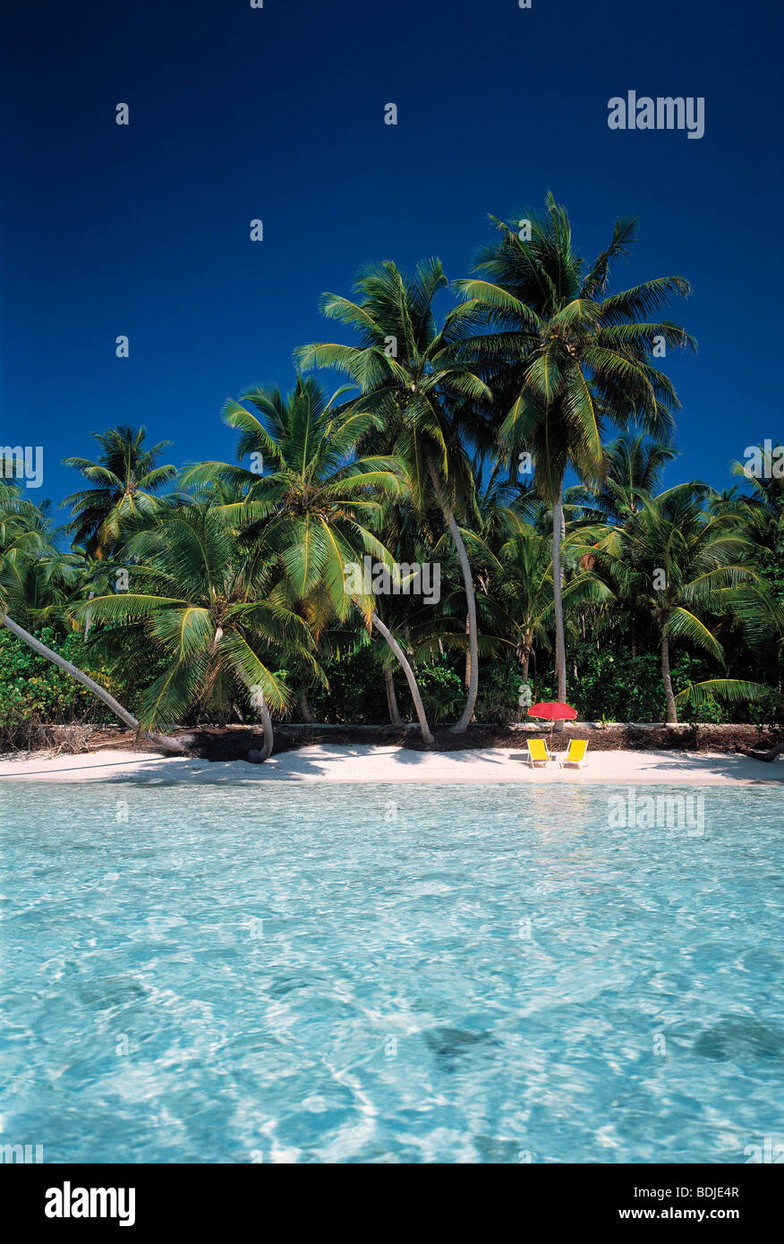 Tropical Seascape, Kokosnuss-Palmen am Strand Stockfoto