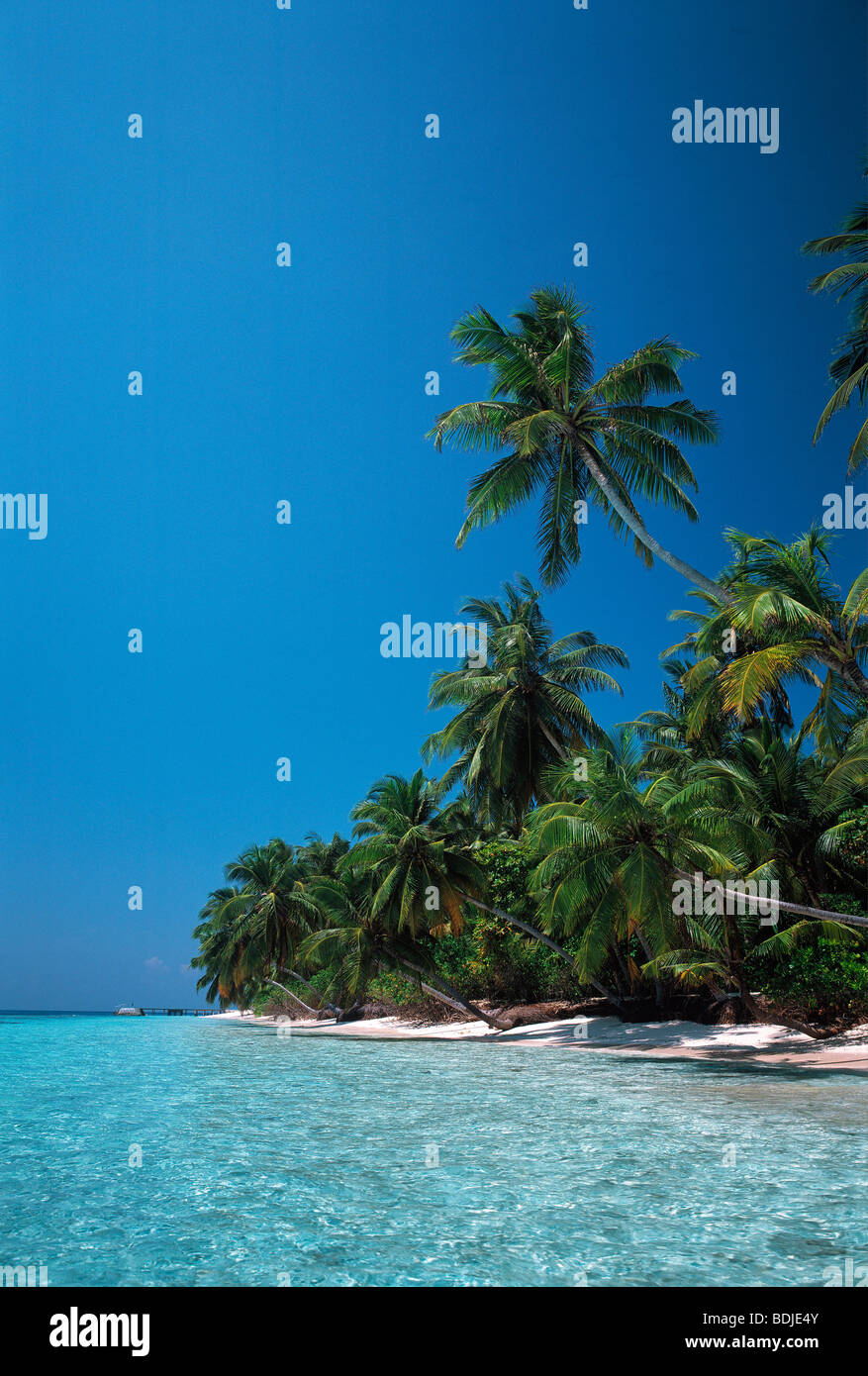 Tropical Seascape, Kokosnuss-Palmen am Strand Stockfoto