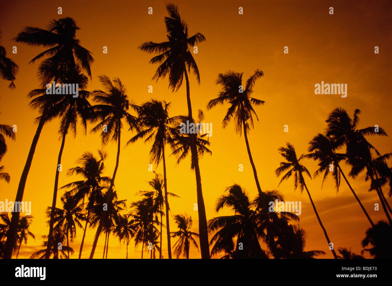 Kokosnuss-Palmen, Sonnenuntergang Silhouette Stockfoto