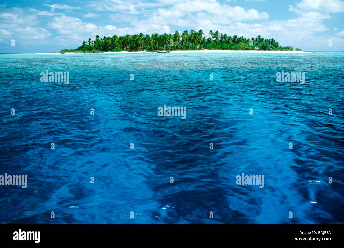 Tropical Island, Ozean, Kokosnuss-Palmen, Malediven Stockfoto