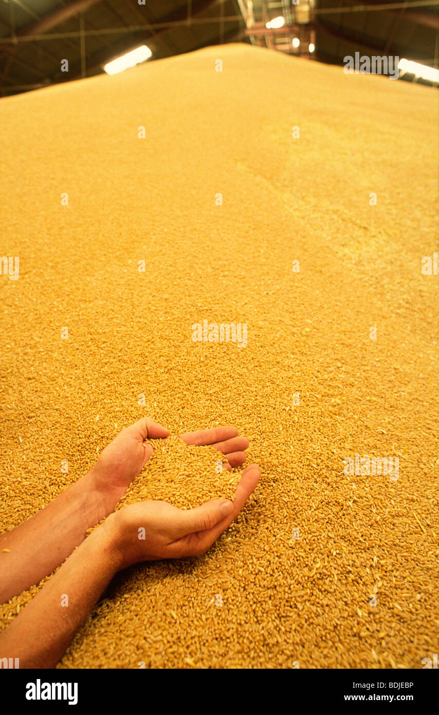 Hohlen Hand halten Weizen in Silo Stockfoto