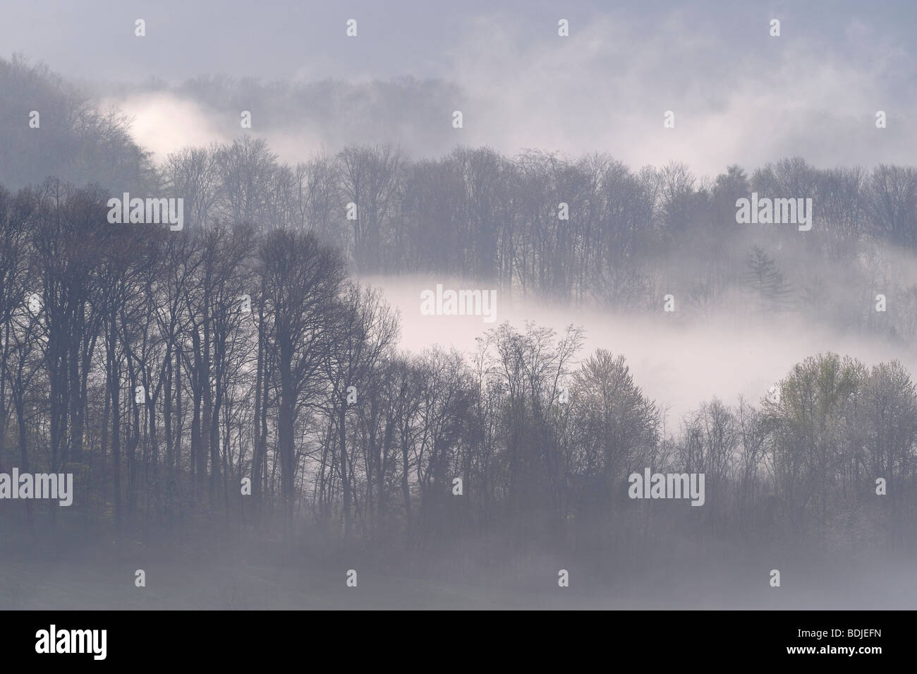Wald mit Nebel, BadenWürttemberg, Deutschland Stockfotografie Alamy