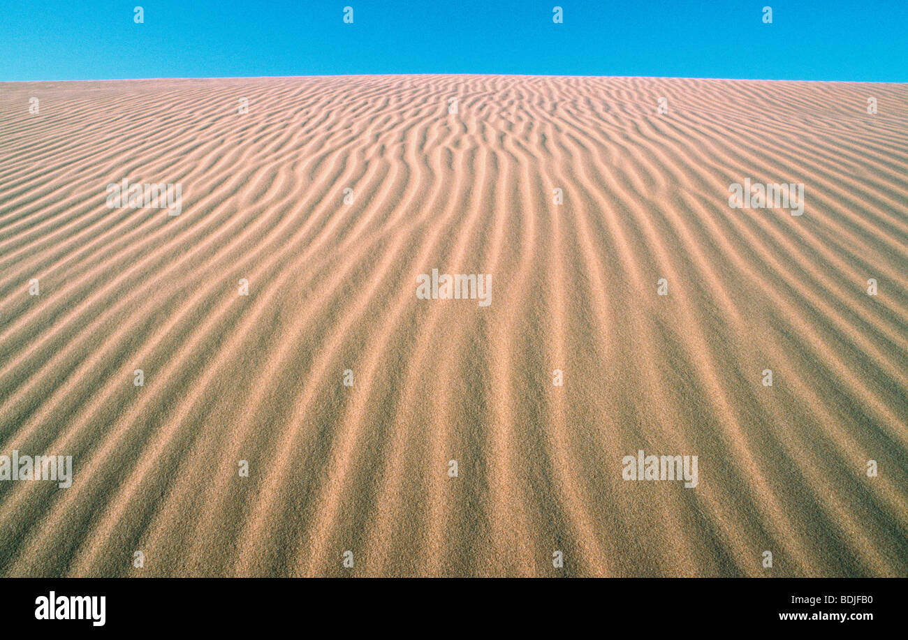 Sanddüne, Wüste Stockfoto