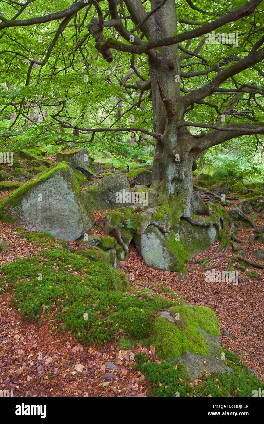 Bewaldete Hänge in Padley Schlucht in den Peak District National Park, Derbyshire, England, Vereinigtes Königreich. Fotografiert im August Stockfoto