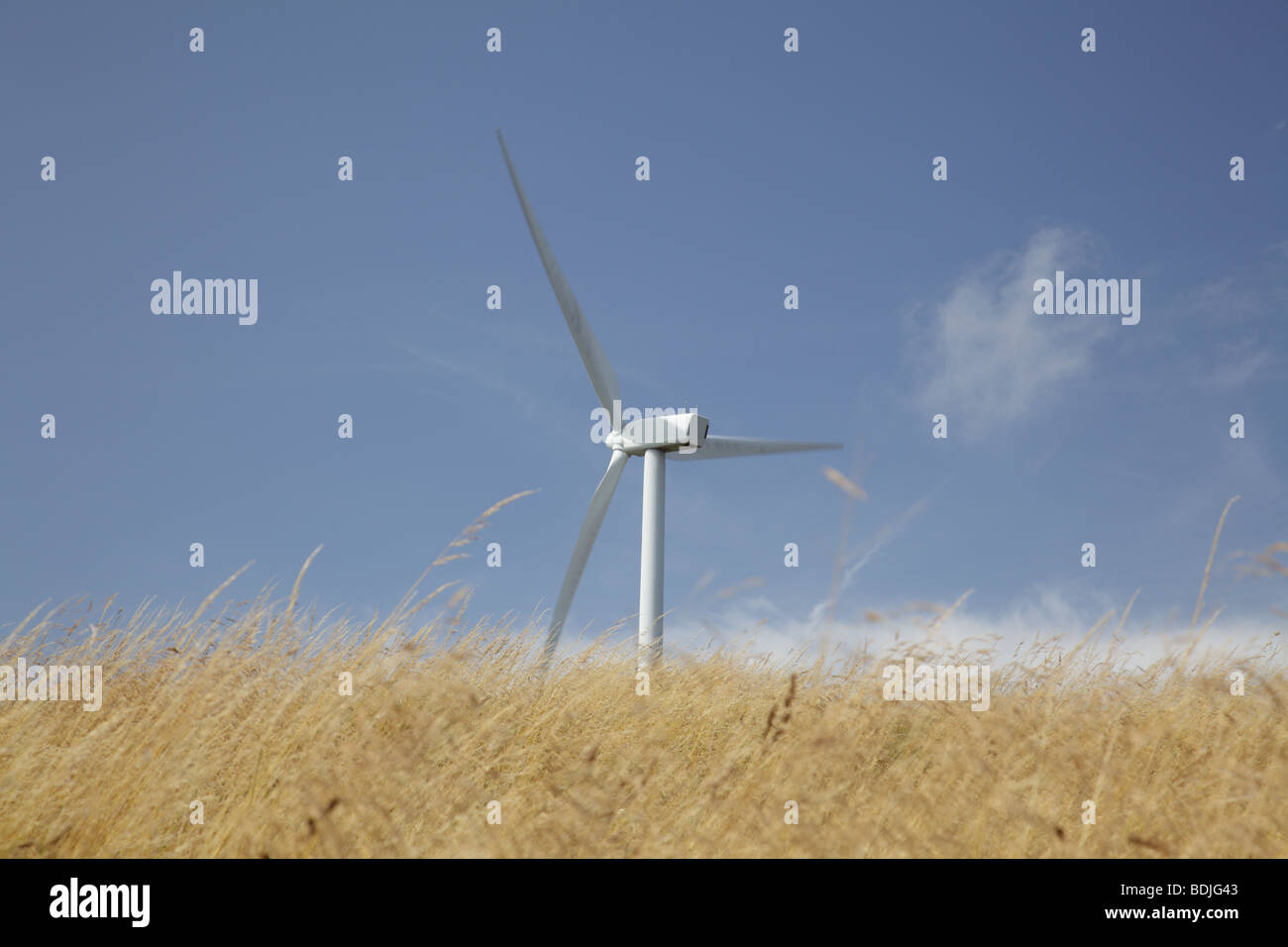 Windturbine auf einem Windpark, Schottland, Großbritannien Stockfoto