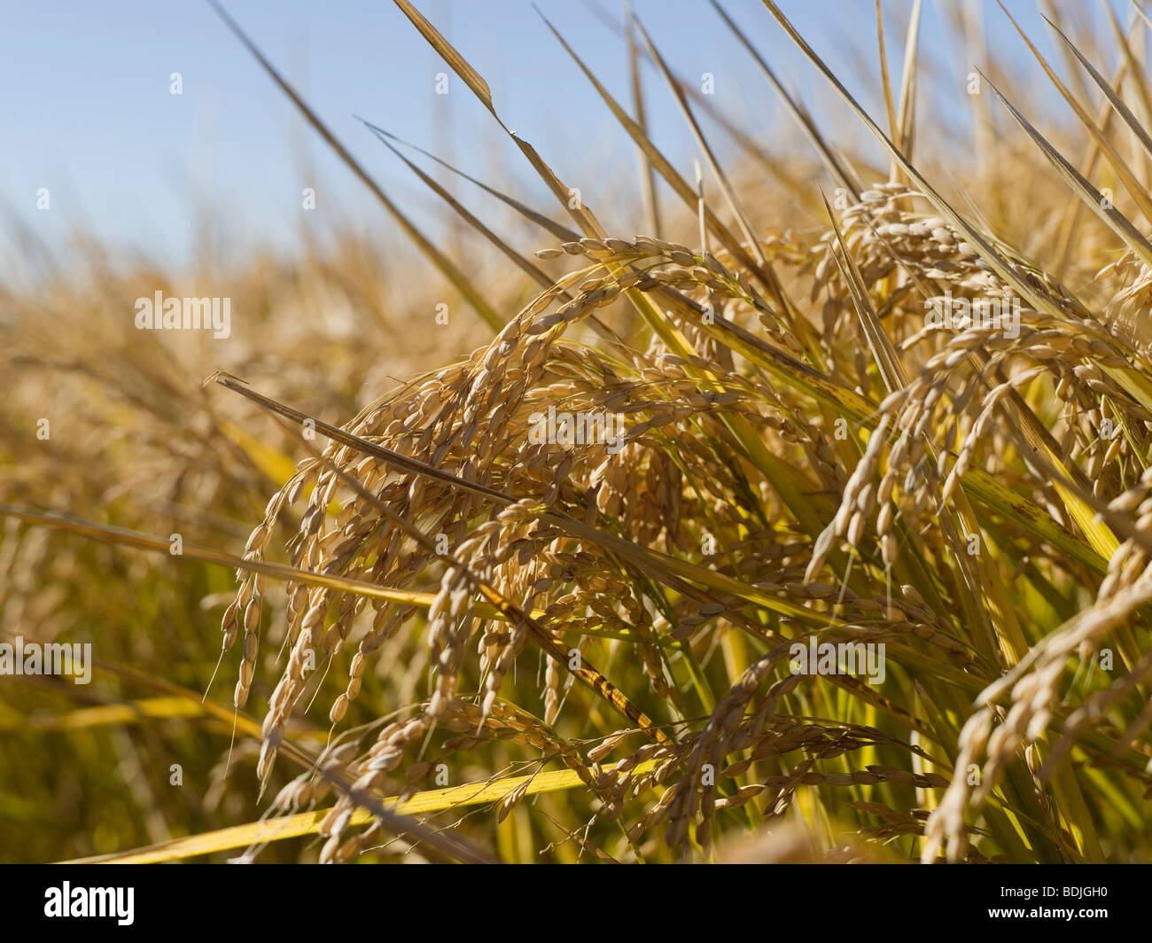 Reis Getreide bereit für die Ernte, Australien Stockfoto