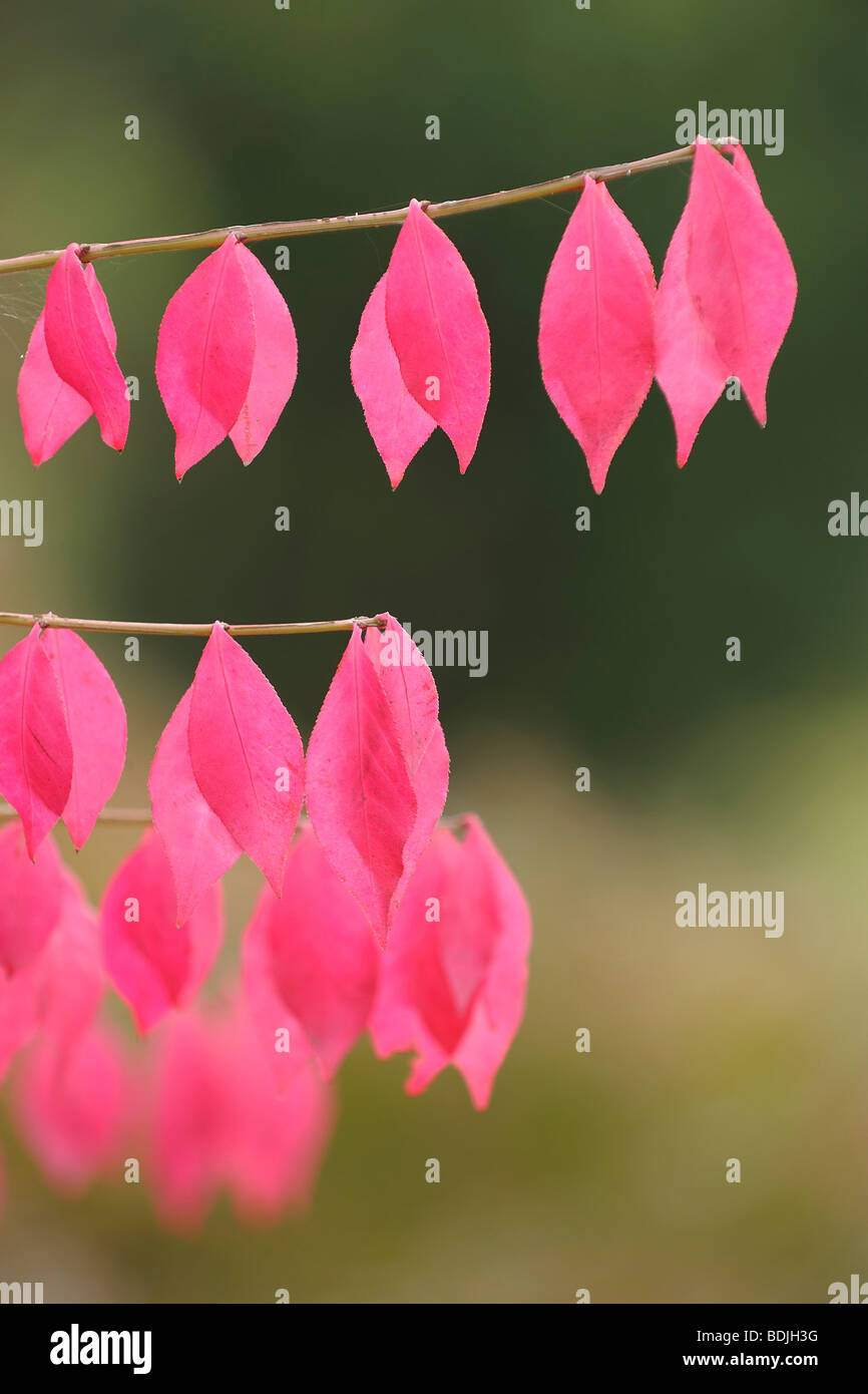 Herbst Blätter eines Baumes Spindel Stockfoto