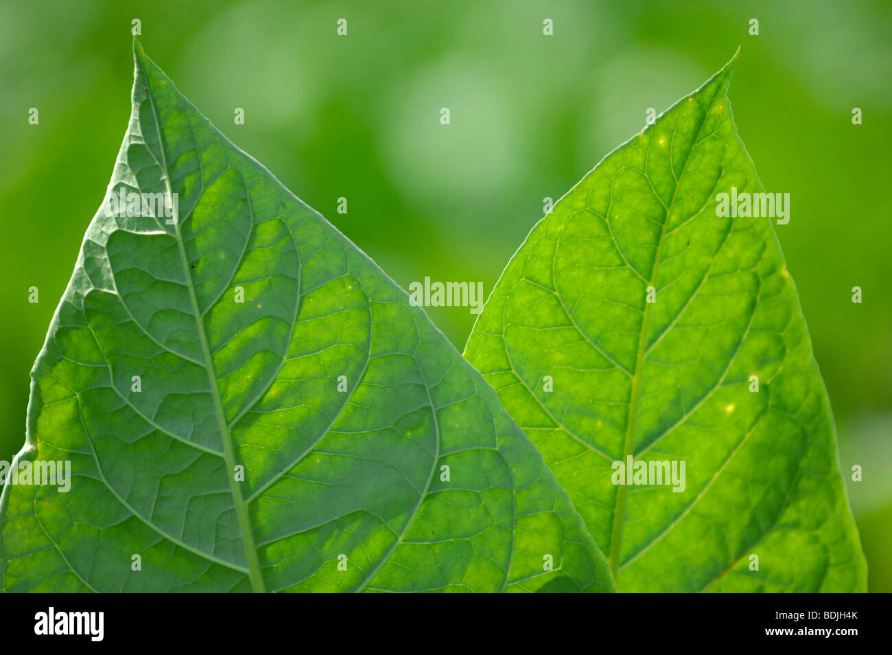 Tabakblätter in Plantage. Kuba. Stockfoto