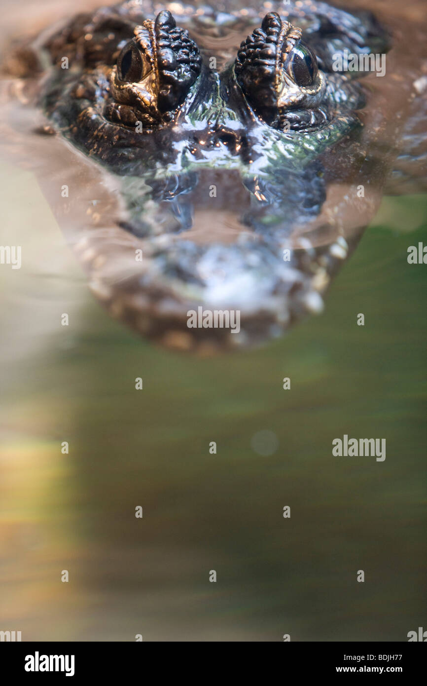 Krokodil spähen über Wasser Stockfoto