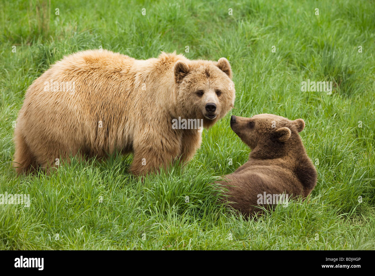 Mutter Braunbär mit Cub Stockfoto