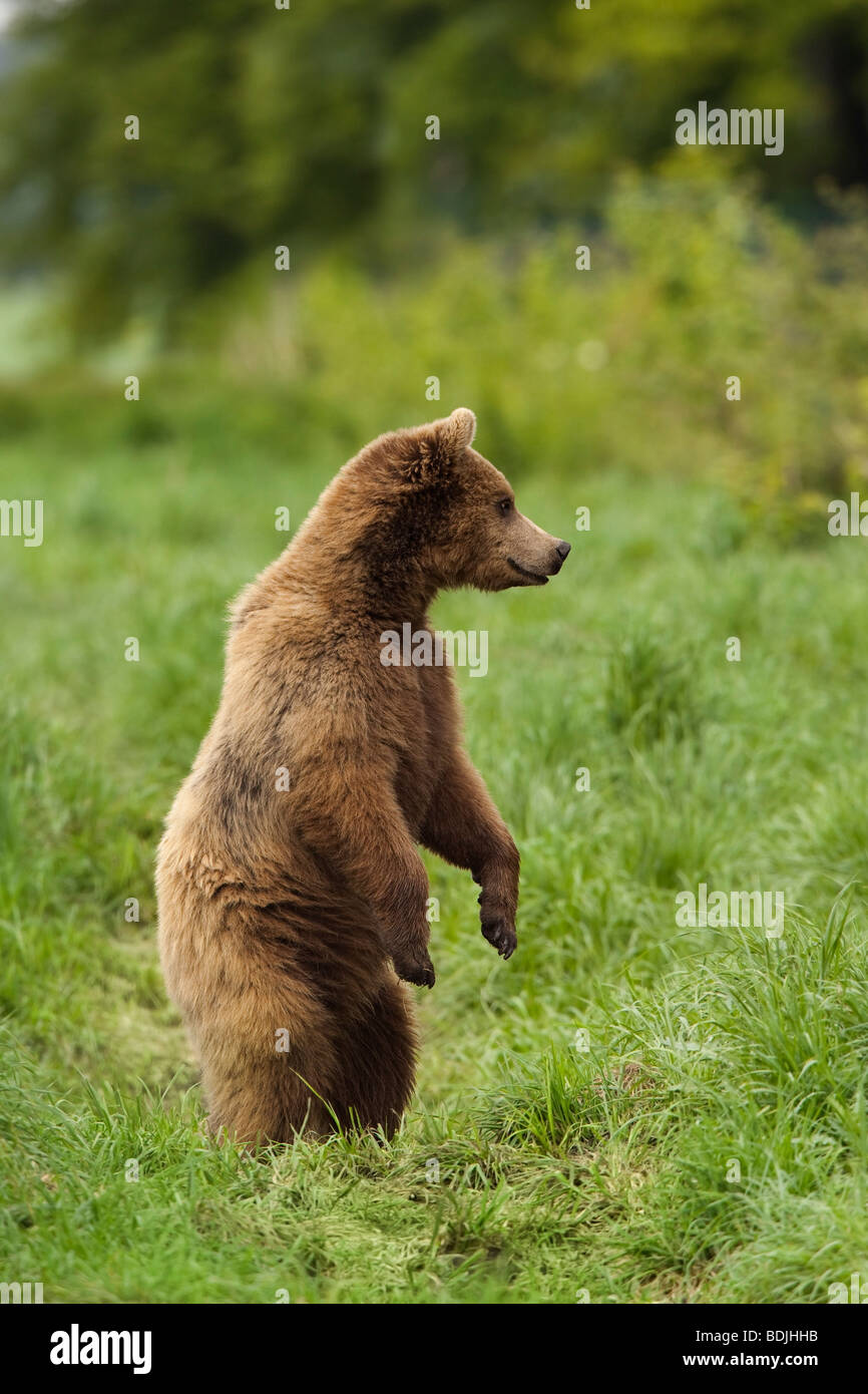 Braunbären auf Hinterbeinen stehend Stockfoto