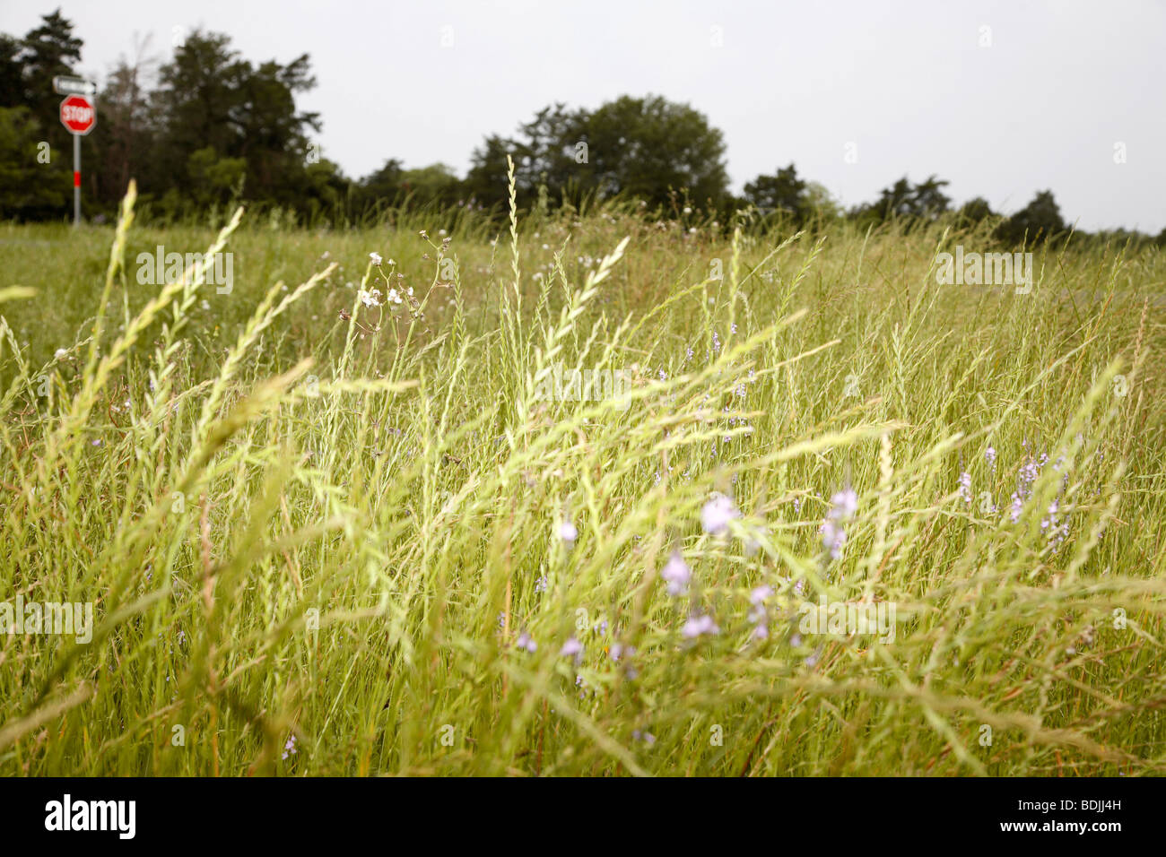 Blumen auf Wiese, Stop-Schild im Hintergrund Stockfoto