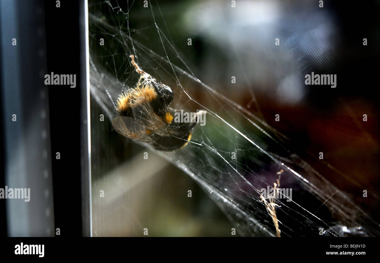 Eine gelbe schwarze Hummel in einem Spinnen-Netz durch ein Fenster Biene Spinne gefangen Stockfoto