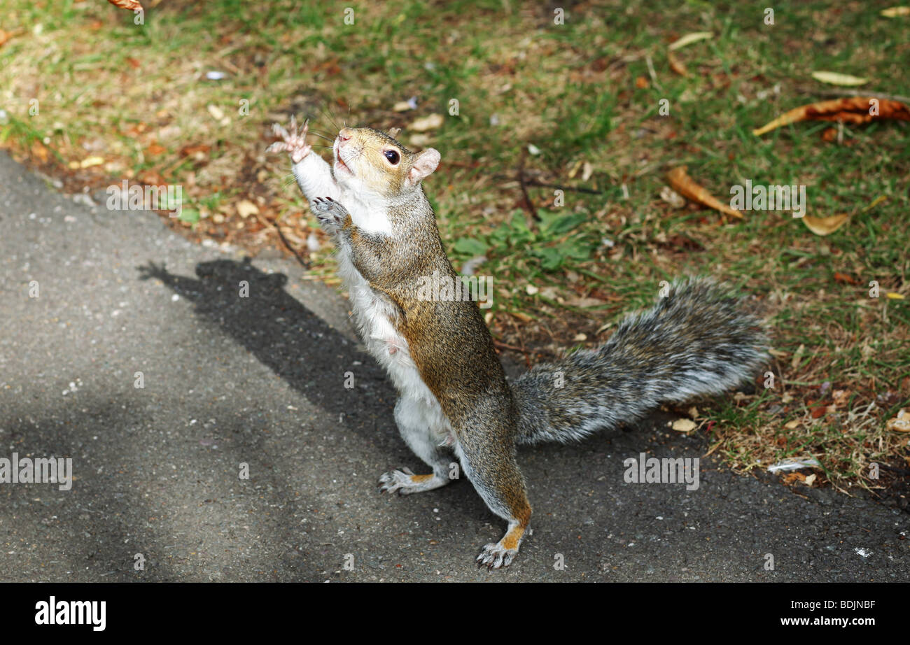 Ein grau-Eichhörnchen reicht für Essen im Regents Park, London. Stockfoto