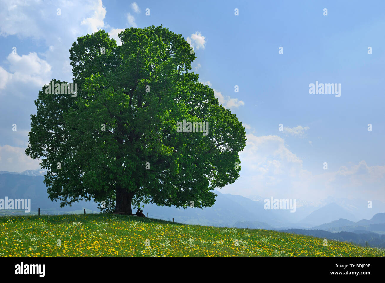 Linde im Außendienst, Ofterschwang, Allgäu, Bayern, Deutschland Stockfoto