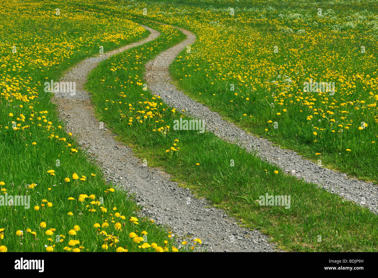 Weg durch Feld von Löwenzahn, Ofterschwang, Allgäu, Bayern, Deutschland Stockfoto