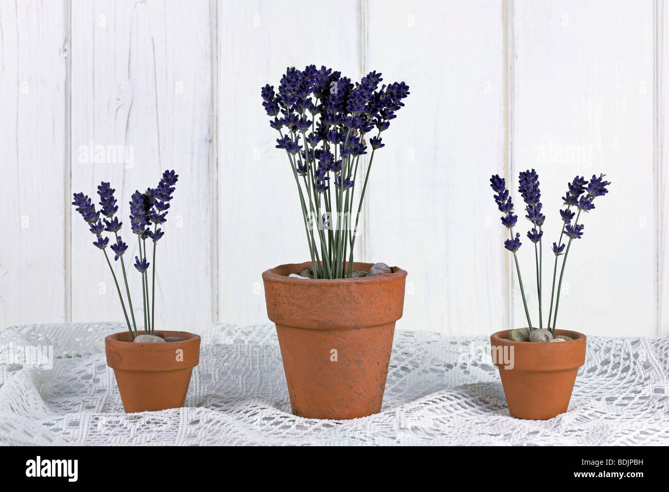 Terrakotta-Töpfe mit Lavendel Stockfoto