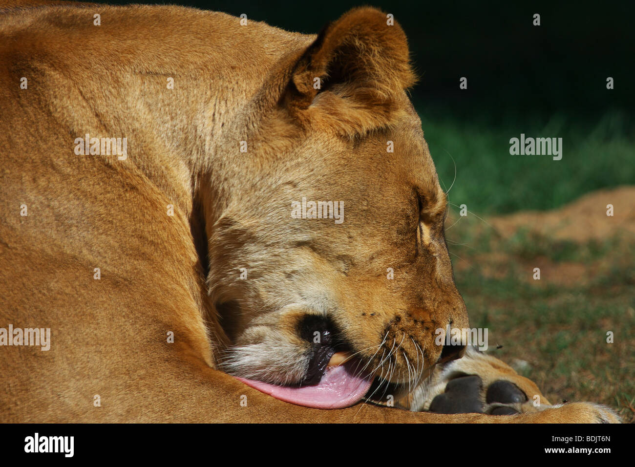 Porträt eines weiblichen Löwen ihre Pfote lecken Stockfoto