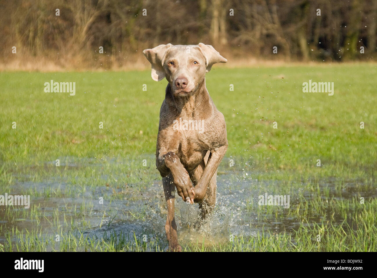 Weimaraner Hunde - laufen im Wasser Stockfoto