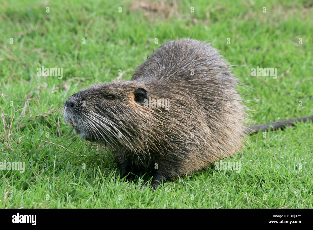 Israel, Hula-Tal, Nutria, (Biber brummeln) auf dem land Stockfoto