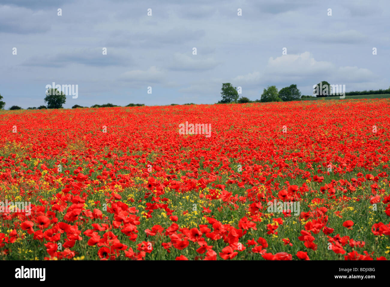 Mohnblumen "Norfolk" Feld England UK. Rote Blüten des gemeinsamen Mohns "Papaver Rhoeas" Stockfoto